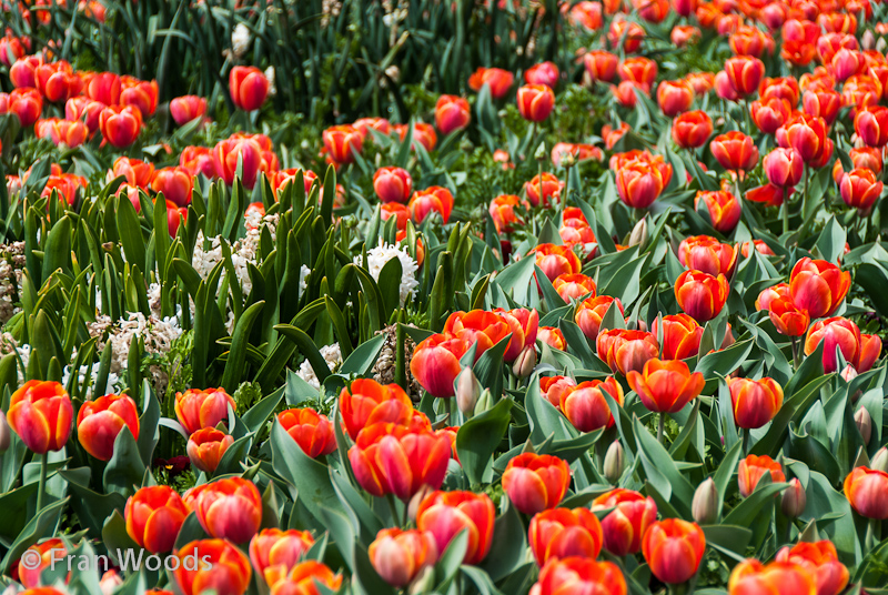 Beautiful tulips