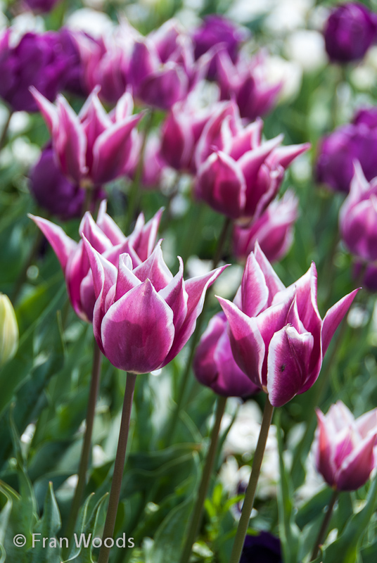 Purple tulips tinged with white