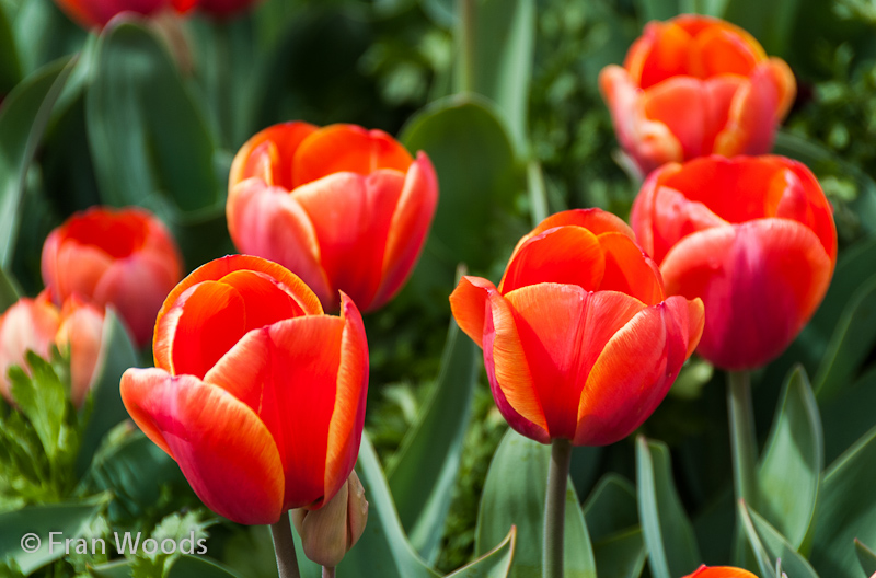 Beautiful red-orange tulips