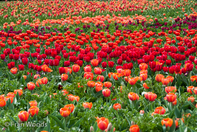 Colourful tulips.