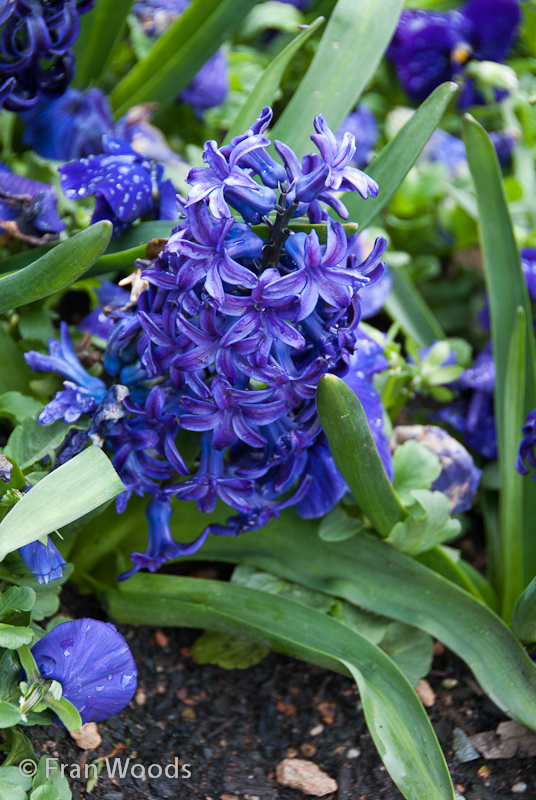 Blue hyacinths