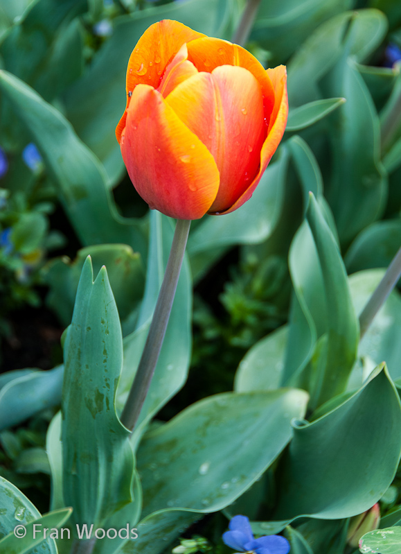 Beautiful red-orange tulips