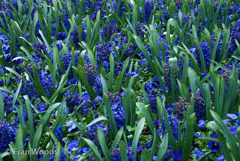 A field of blue hyacinths