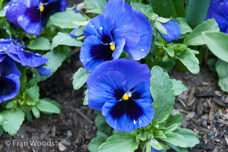 The cheerful face of blue pansies.