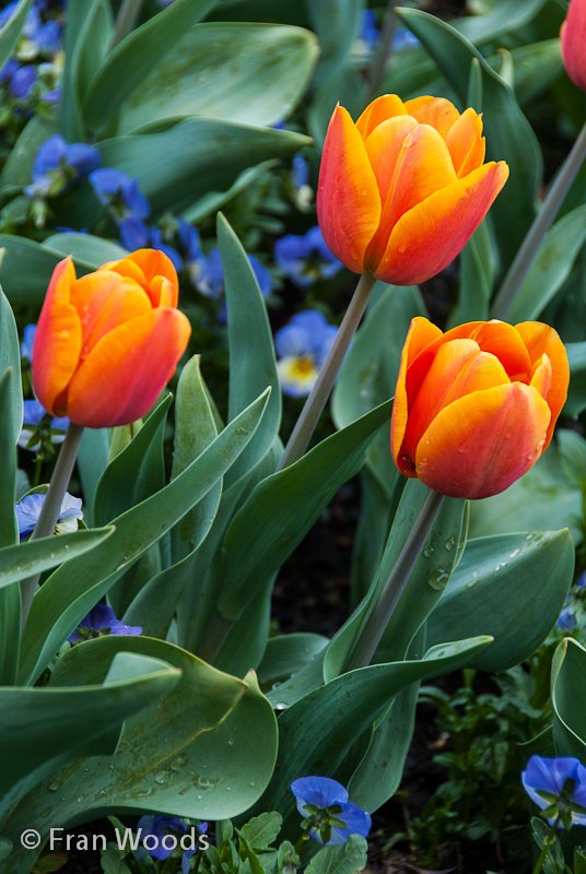 Beautiful red-orange tulips