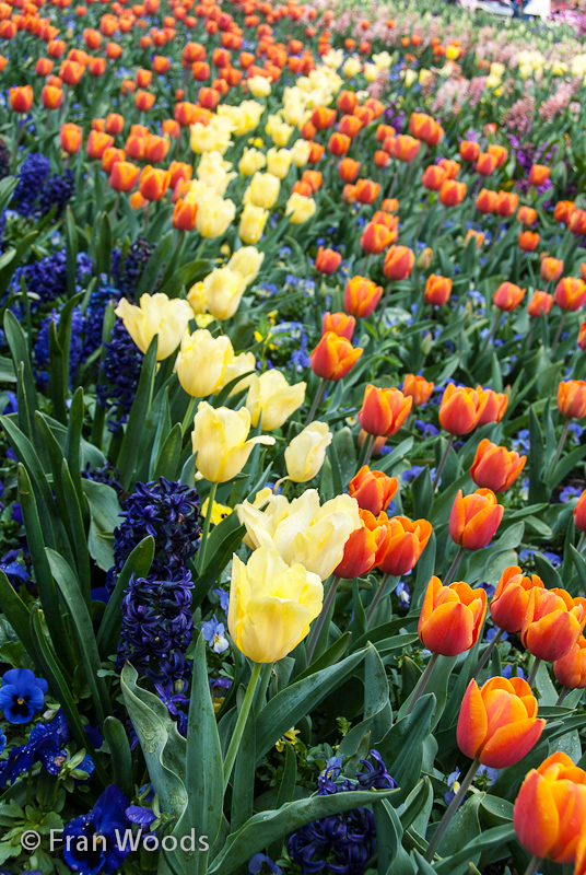 Colourful tulips and hyacinths