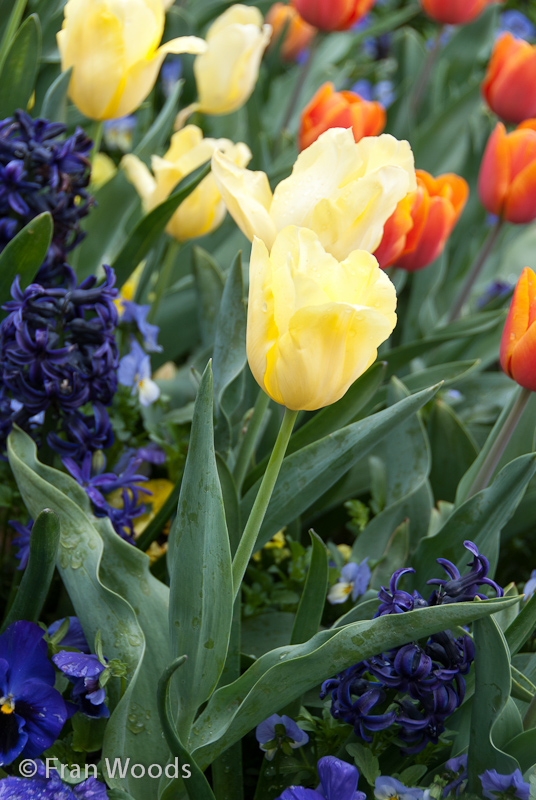 Colourful tulips and hyacinths