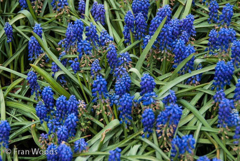 A field of blue hyacinths