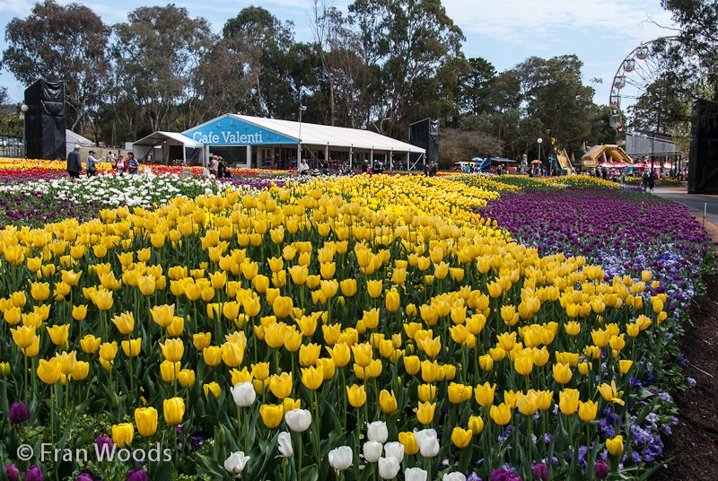 Colourful tulips in the diamonds and pearls garden bed.