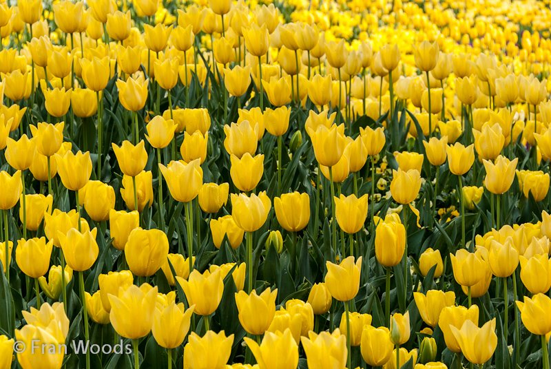 Brilliant yellow tulips in the diamonds and pearls garden bed.