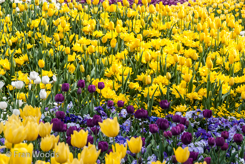 Brilliantly coloured tulips and pansies in the diamonds and pearls garden bed.