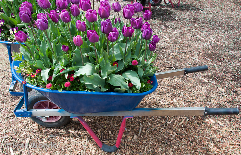 A wheelbarrow makes a great garden bed for purple tulips and other flowers.