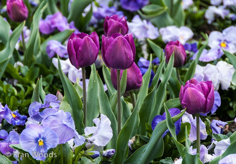 Colourful tulips and pansies in the diamonds and pearls garden bed.