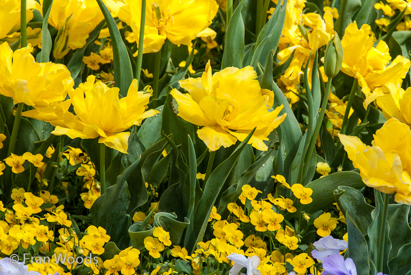 Beautiful yellow tulips with yellow pansies in the diamonds and pearls garden bed.