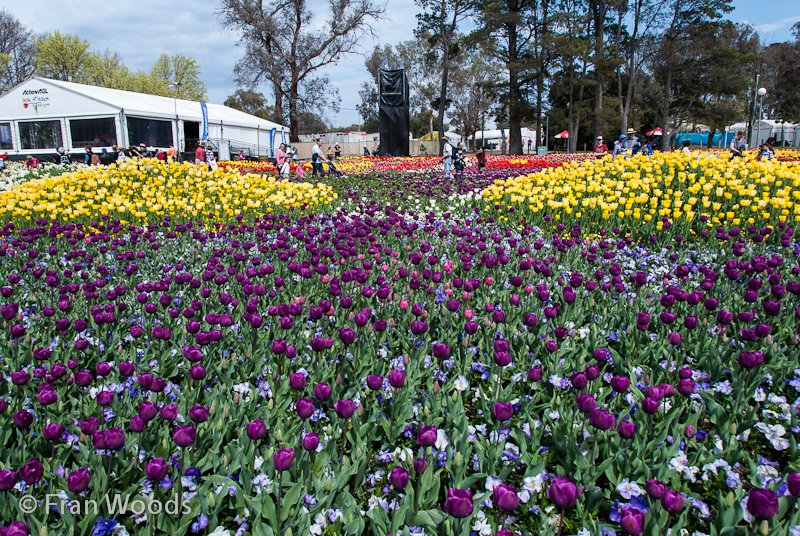 Colourful tulips in the diamonds and pearls garden bed.