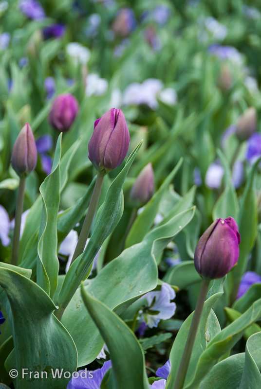 Tulip buds