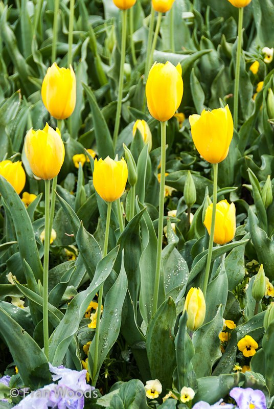Beautiful yellow tulips