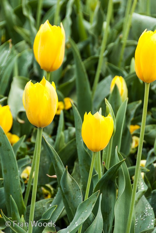 Beautiful yellow tulips