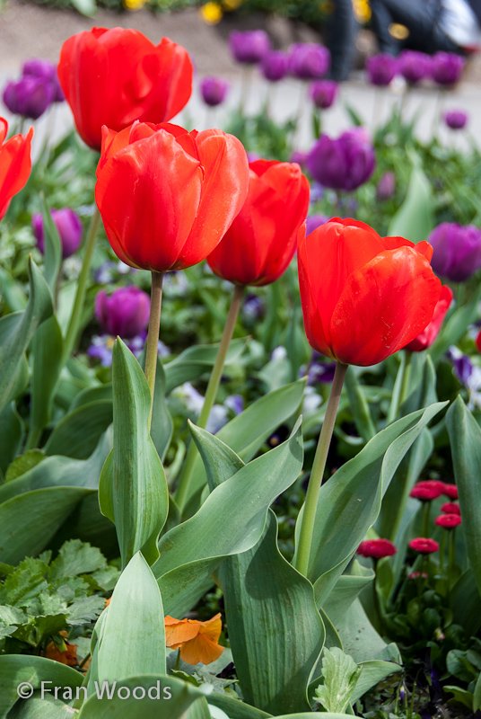 Red and purple tulips