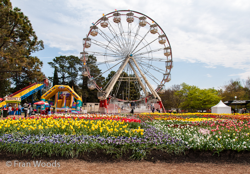 Ferris wheel amidst the tulips in colourful pop top hats garden.