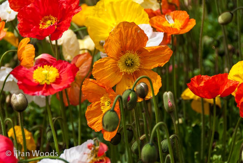 Colourful poppies