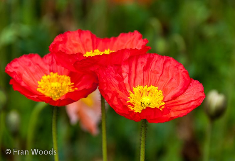 Red poppies