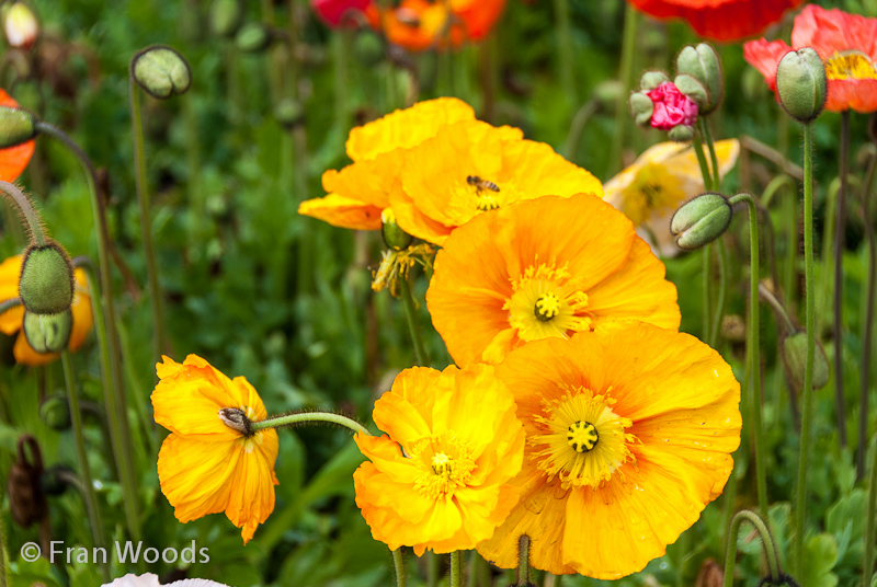 Lovely yellow poppies