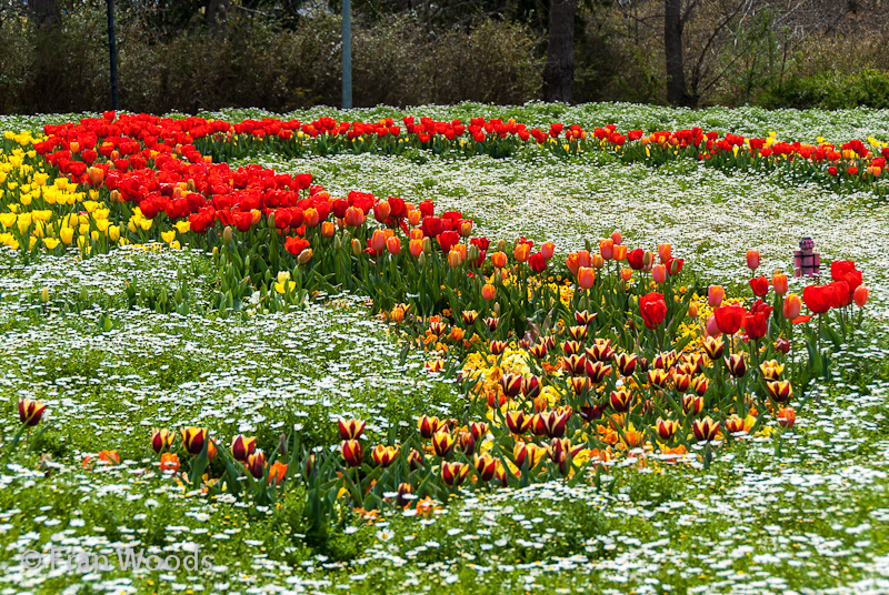 Many coloured tulips amongst white daisies in the hair fashion garden bed.