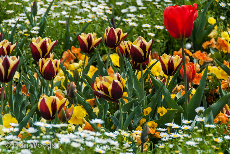 Red tulips tinged with yellow amidst other blooms.