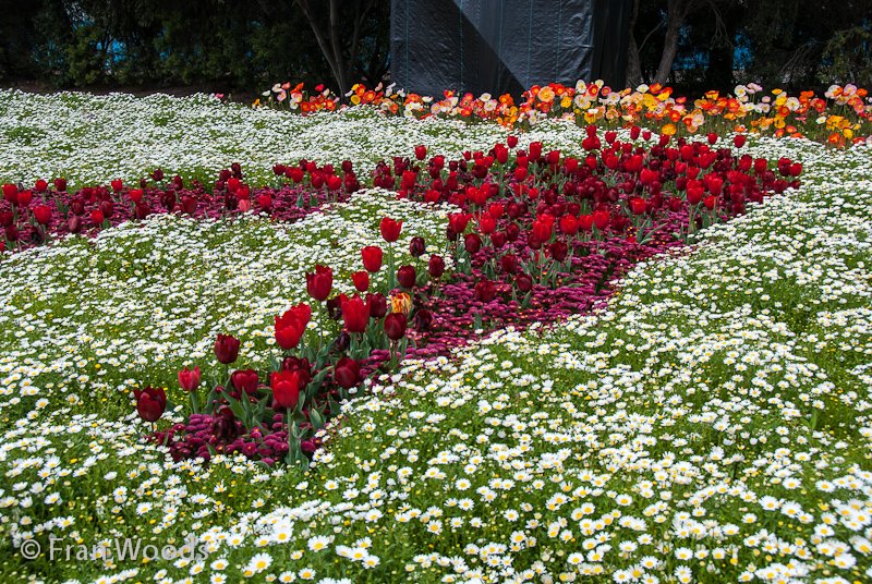 Red tulips and poppies with other flowers in the stiletto parade garden.
