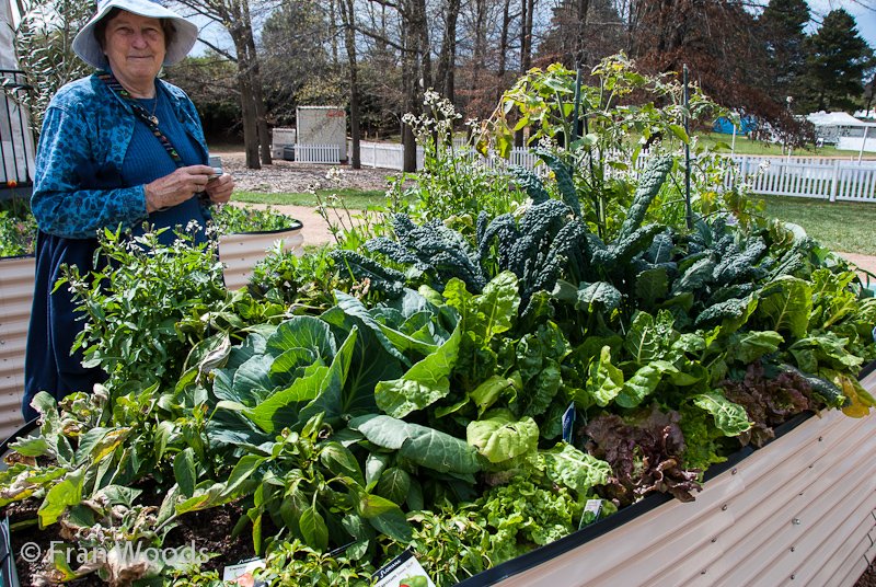 Helen admiring the vegies in the raised vegie bed.