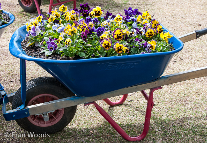 A wheelbarrow makes a great garden bed for the cheerful face of these pansies.