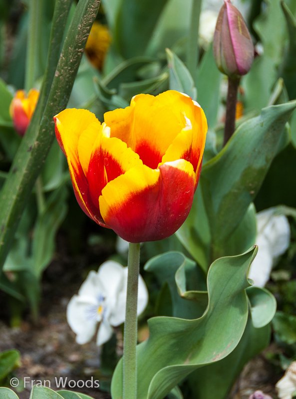 Red and yellow tulip.
