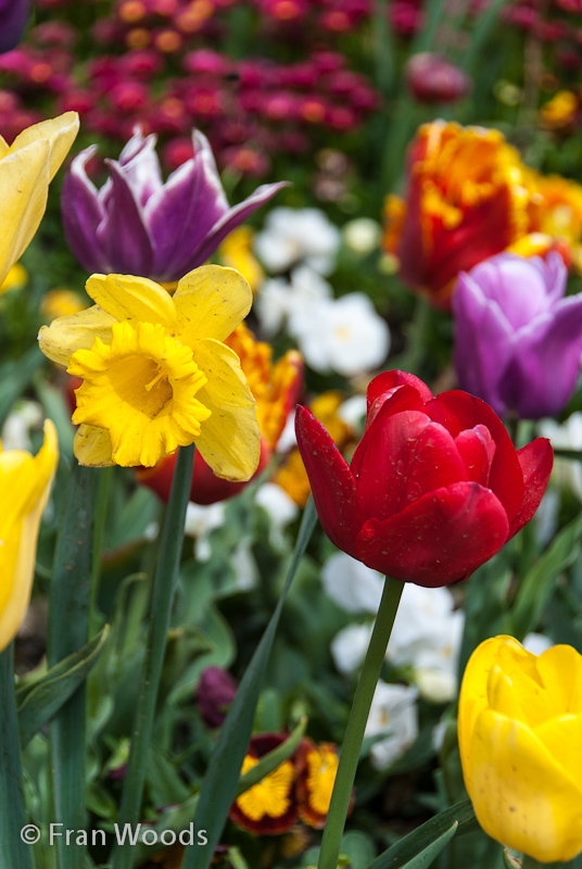 A colourful mix of daffodils, tulips and other spring flowers.