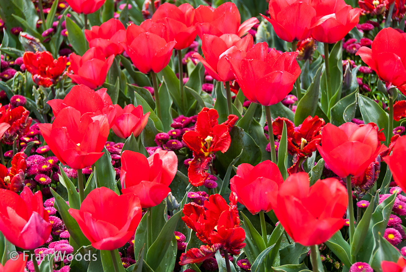 Red tulips among English daisies.