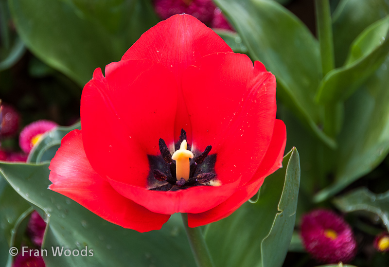 Red tulip