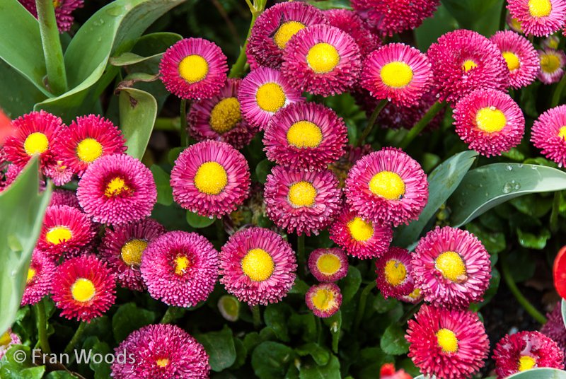 Bellis 'Tasso Pink' English daisy.