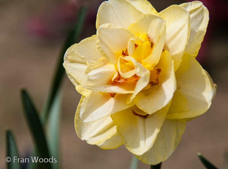 Daffodil bloom