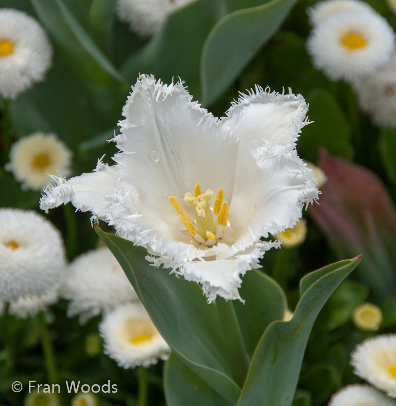 Exquisite white fringed tulip