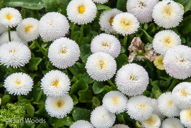 Bellis 'Polar White' English daisies