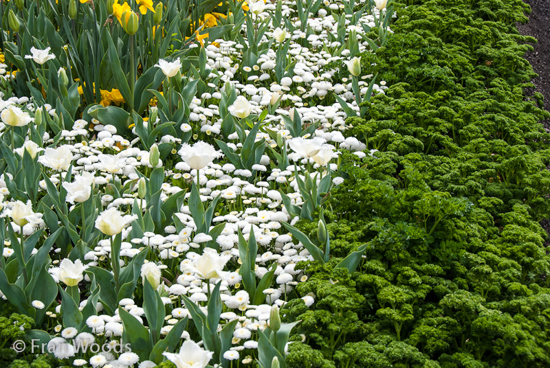 Parsley bordering garden bed of white English daisies and tulips.