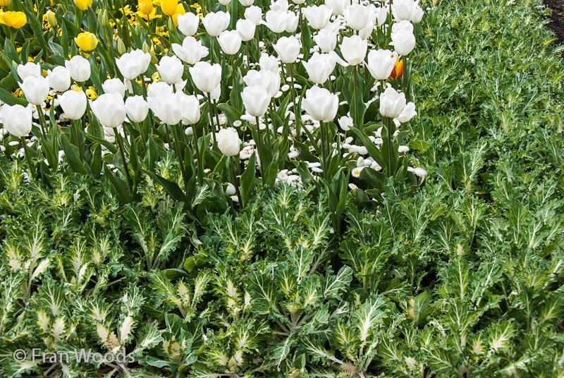 Tulips and daisies in a garden bed bordered with green kale.