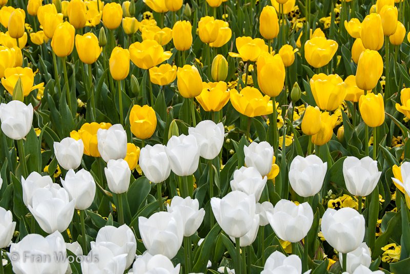 Beautiful yellow and white tulips amongst the pansies.