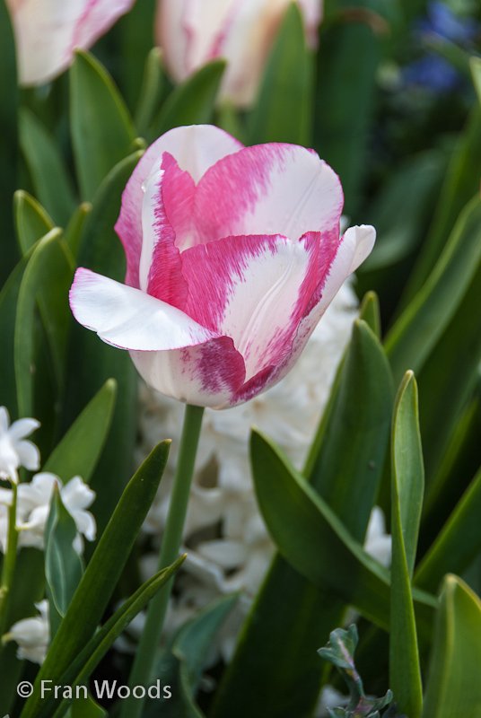 Lovely white tulip tinged with pink.