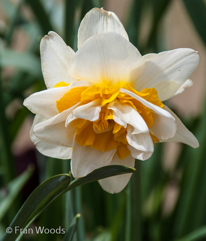 Daffodil bloom