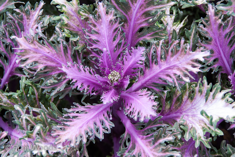 Beautifully coloured kale used as a garden bed border.