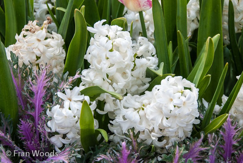White hyacinths bordered with mauve kale.