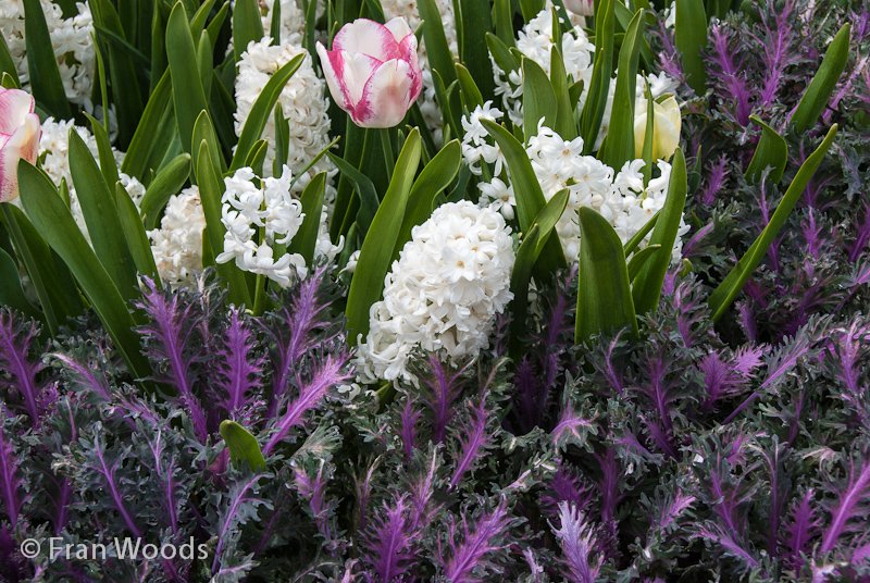 White hyacinths and tulips bordered with mauve kale.