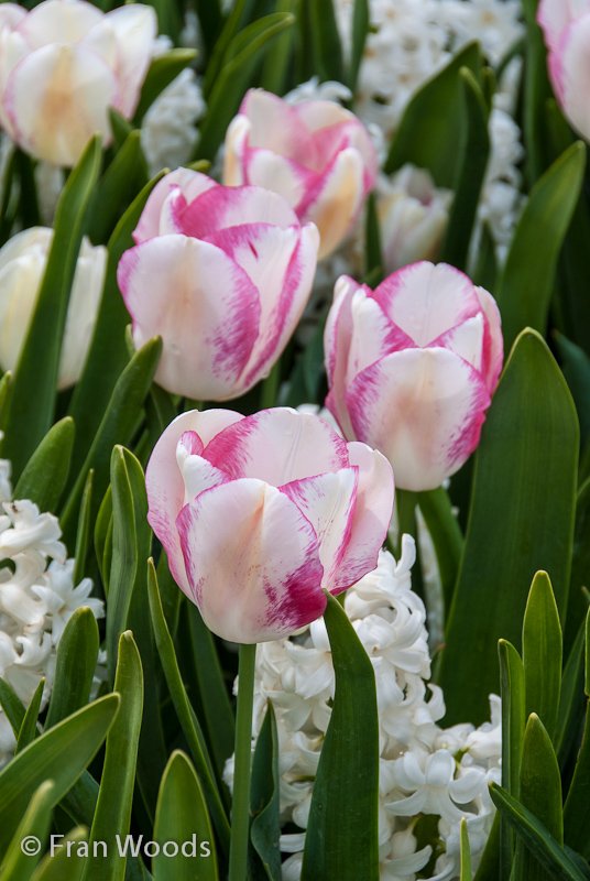 Beautiful pink and white tulips amongst the white hyacinths.