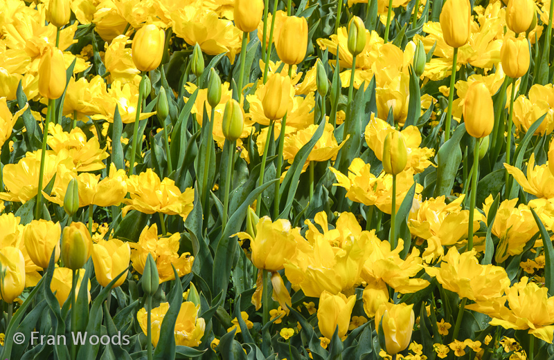 Beautiful yellow tulips